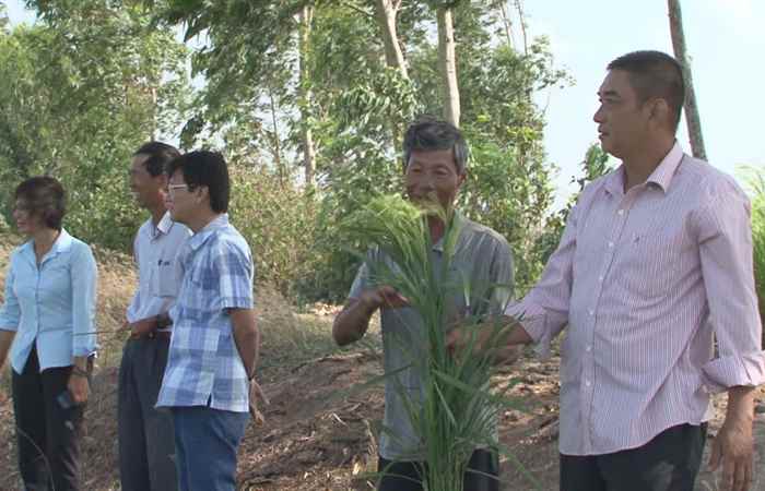 Khuyến nông - Giới thiệu giống lúa vụ Hè Thu năm 2020 (24-03-2020)